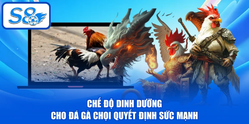Đá Gà Chọi - Phân Tích Về 3 Dòng Chiến Kê Tại Nền Tảng 4 Chế độ dinh dưỡng cho đá gà chọi quyết định sức mạnh
