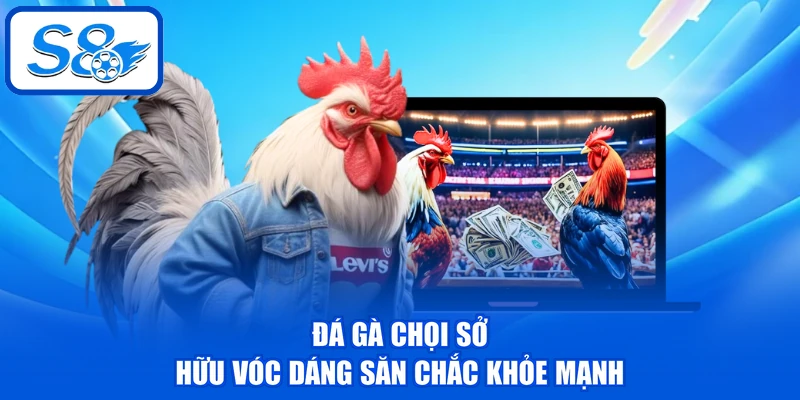 Đá Gà Chọi - Phân Tích Về 3 Dòng Chiến Kê Tại Nền Tảng 2 Đá gà chọi sở hữu vóc dáng săn chắc khỏe mạnh