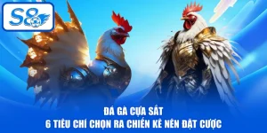 Đá Gà Cựa Sắt - 6 Tiêu Chí Chọn Ra Chiến Kê Nên Đặt Cược