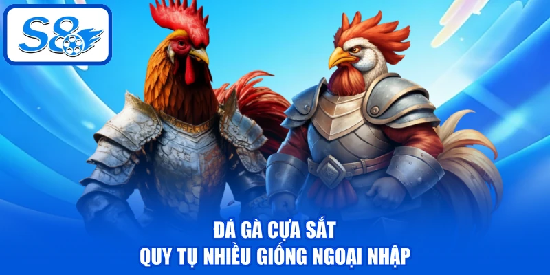 Đá gà cựa sắt quy tụ nhiều giống ngoại nhập
