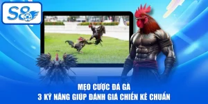 Mẹo Cược Đá Gà - 3 Kỹ Năng Giúp Đánh Giá Chiến Kê Chuẩn