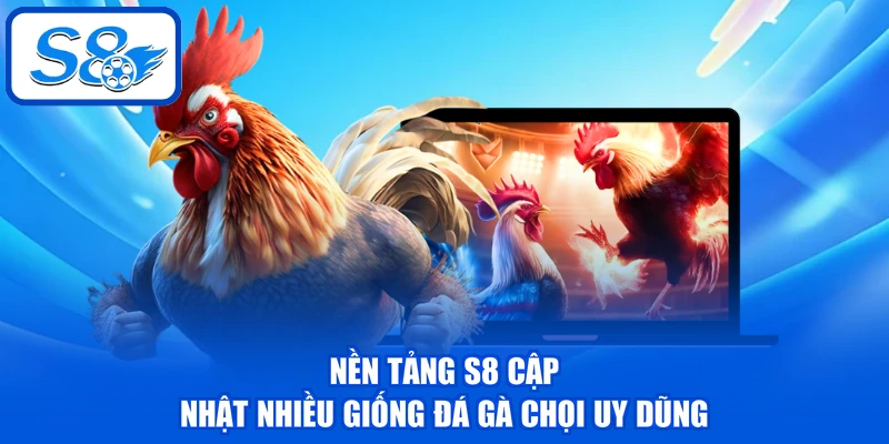 Đá Gà Chọi - Phân Tích Về 3 Dòng Chiến Kê Tại Nền Tảng 3 Nền tảng S8 cập nhật nhiều giống đá gà chọi uy dũng