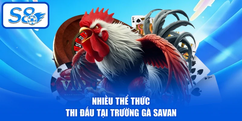 Trường Gà Savan - Điểm Đến Hấp Dẫn Cho Mọi Hội Viên S8 3 Nhiều thể thức thi đấu tại trường gà Savan