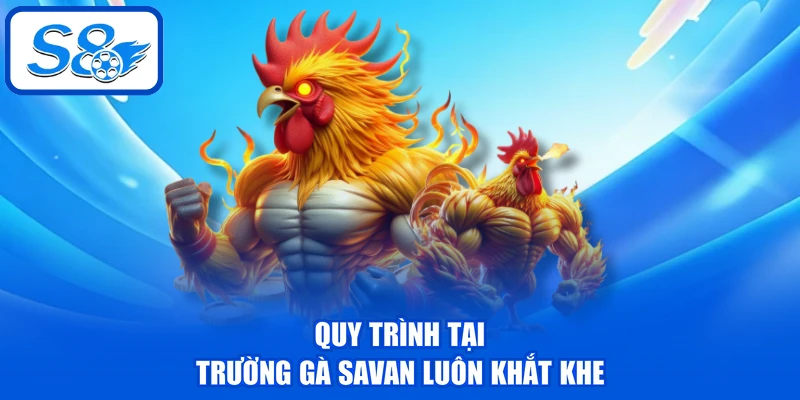 Trường Gà Savan - Điểm Đến Hấp Dẫn Cho Mọi Hội Viên S8 4 Quy trình tại trường gà Savan luôn khắt khe