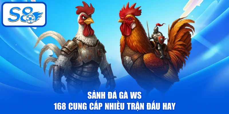 Sảnh Đá gà WS 168 cung cấp nhiều trận đấu hay