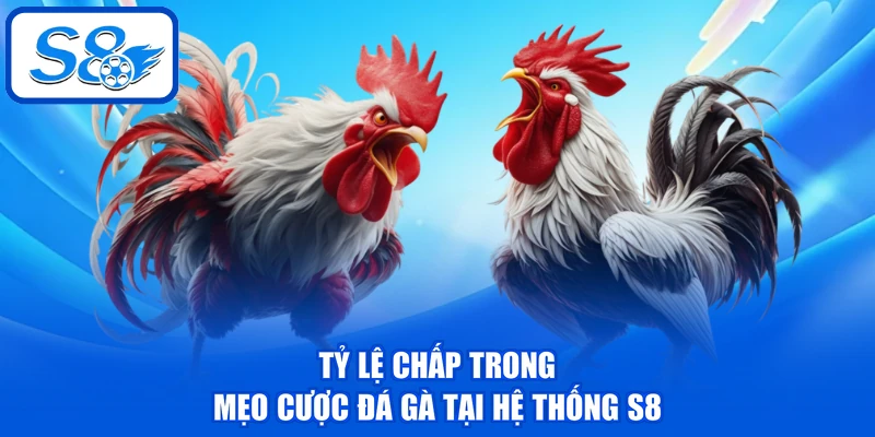 Mẹo Cược Đá Gà - 3 Kỹ Năng Giúp Đánh Giá Chiến Kê Chuẩn 3 Tỷ lệ chấp trong mẹo cược đá gà tại hệ thống S8